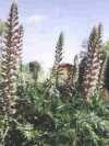 Acanthus spinosus - Abriachan Nurseries